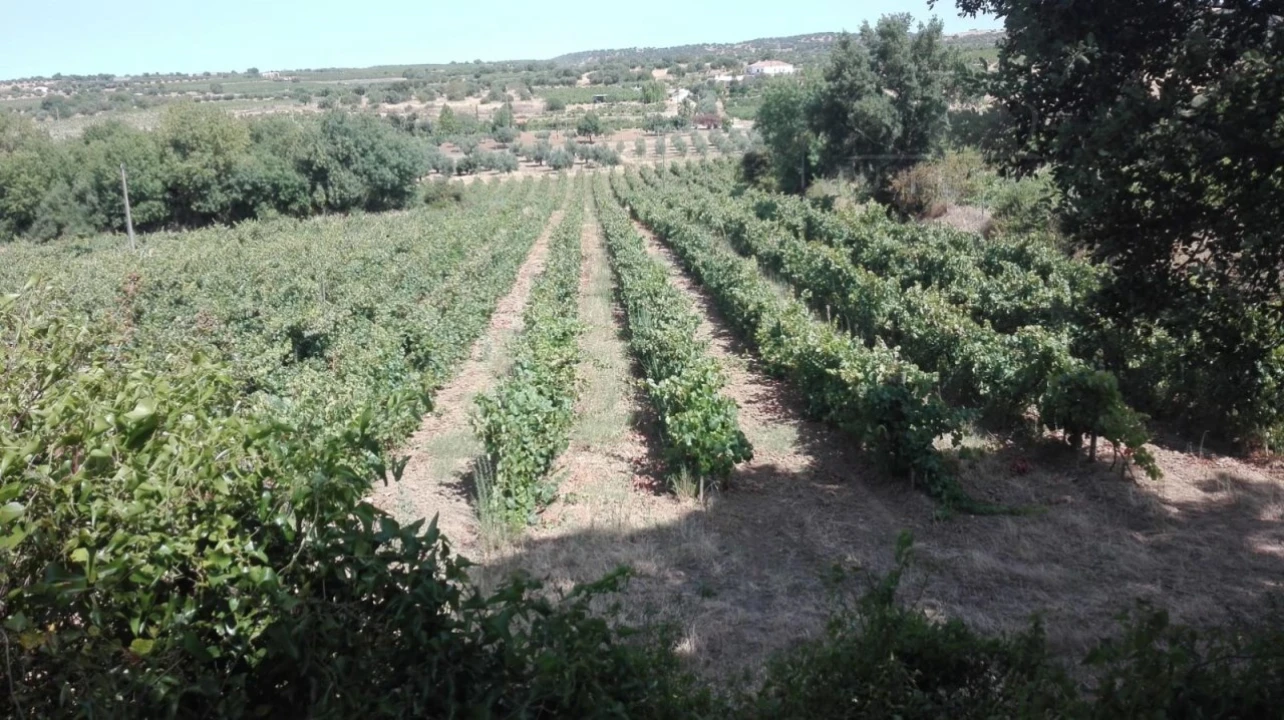 Terreno para Venda em Vila de Frades Foto 5