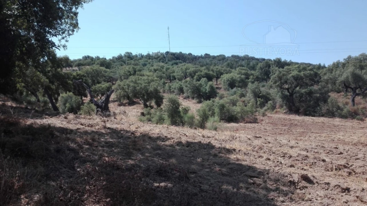 Terreno para Venda em Vila de Frades Foto 6