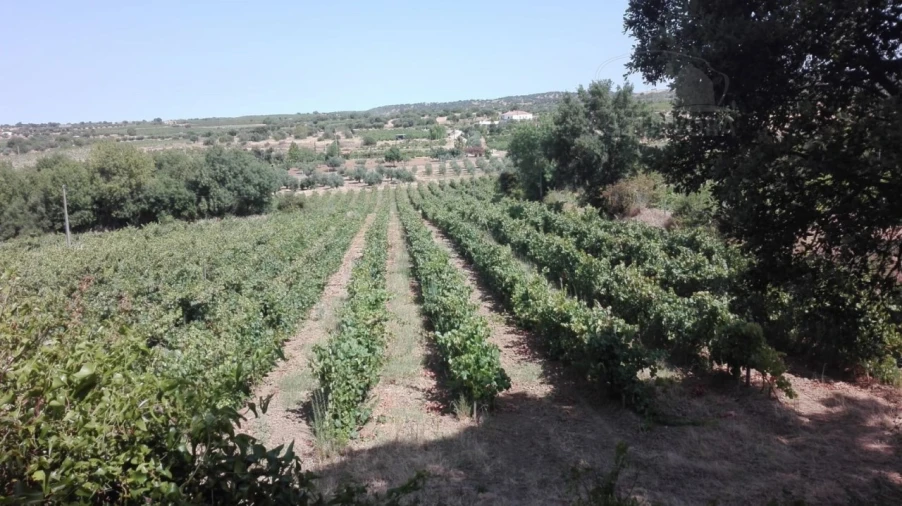 Terreno para Venda em Vila de Frades