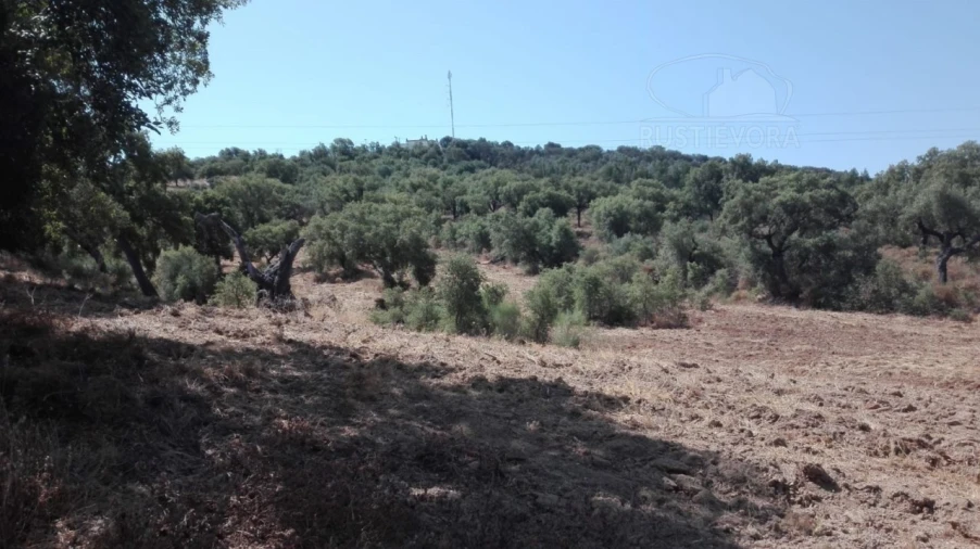Terreno para Venda em Vila de Frades Foto 6