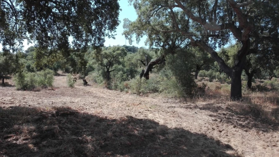 Terreno para Venda em Vila de Frades Foto 7