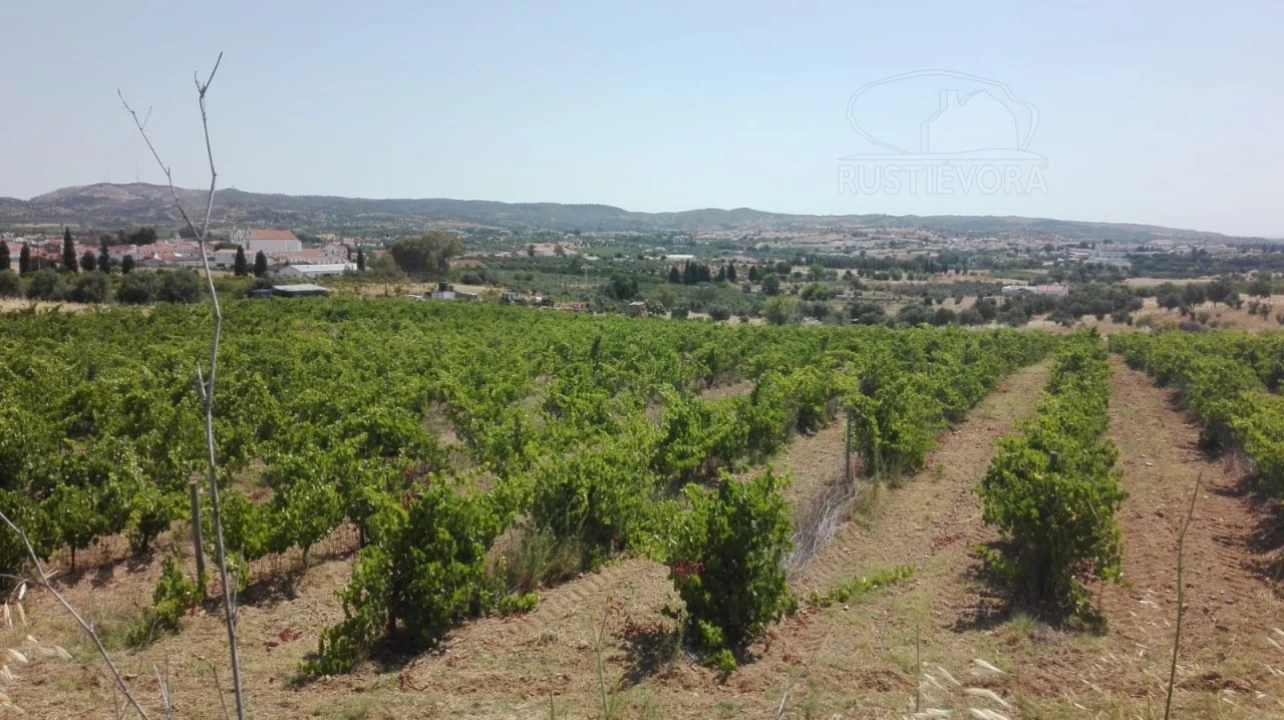 Terreno para Venda em Vila de Frades Foto 2