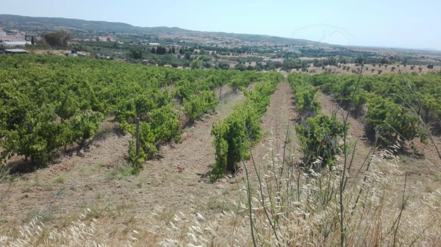 Terreno para Venda em Vila de Frades Foto 5