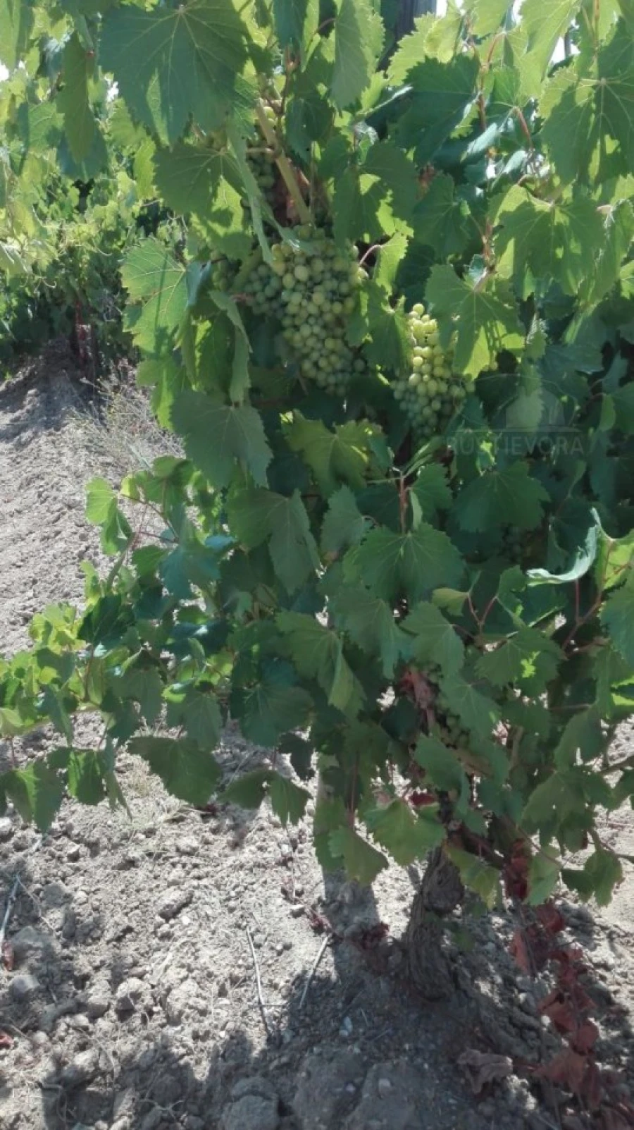 Terreno para Venda em Vila de Frades Foto 6