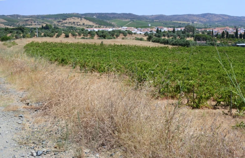 Terreno para Venda em Vila de Frades Foto 8