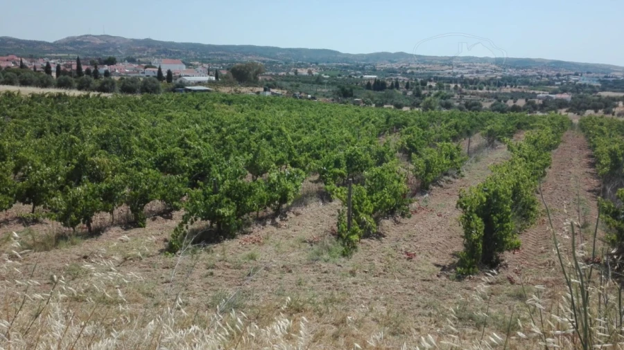 Terreno para Venda em Vila de Frades