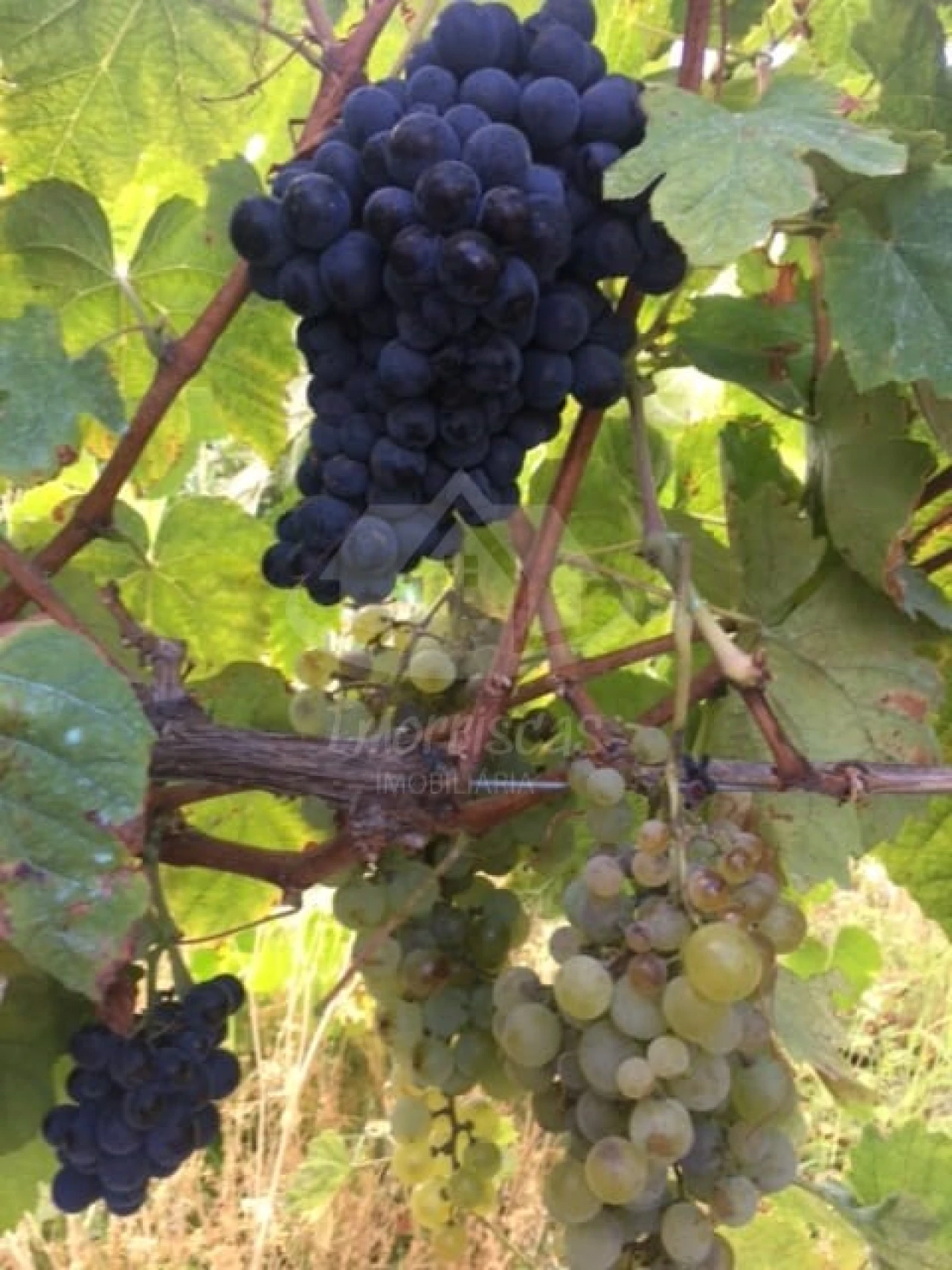 Terreno para Venda em Santo Antão e São Julião do Tojal Foto 9