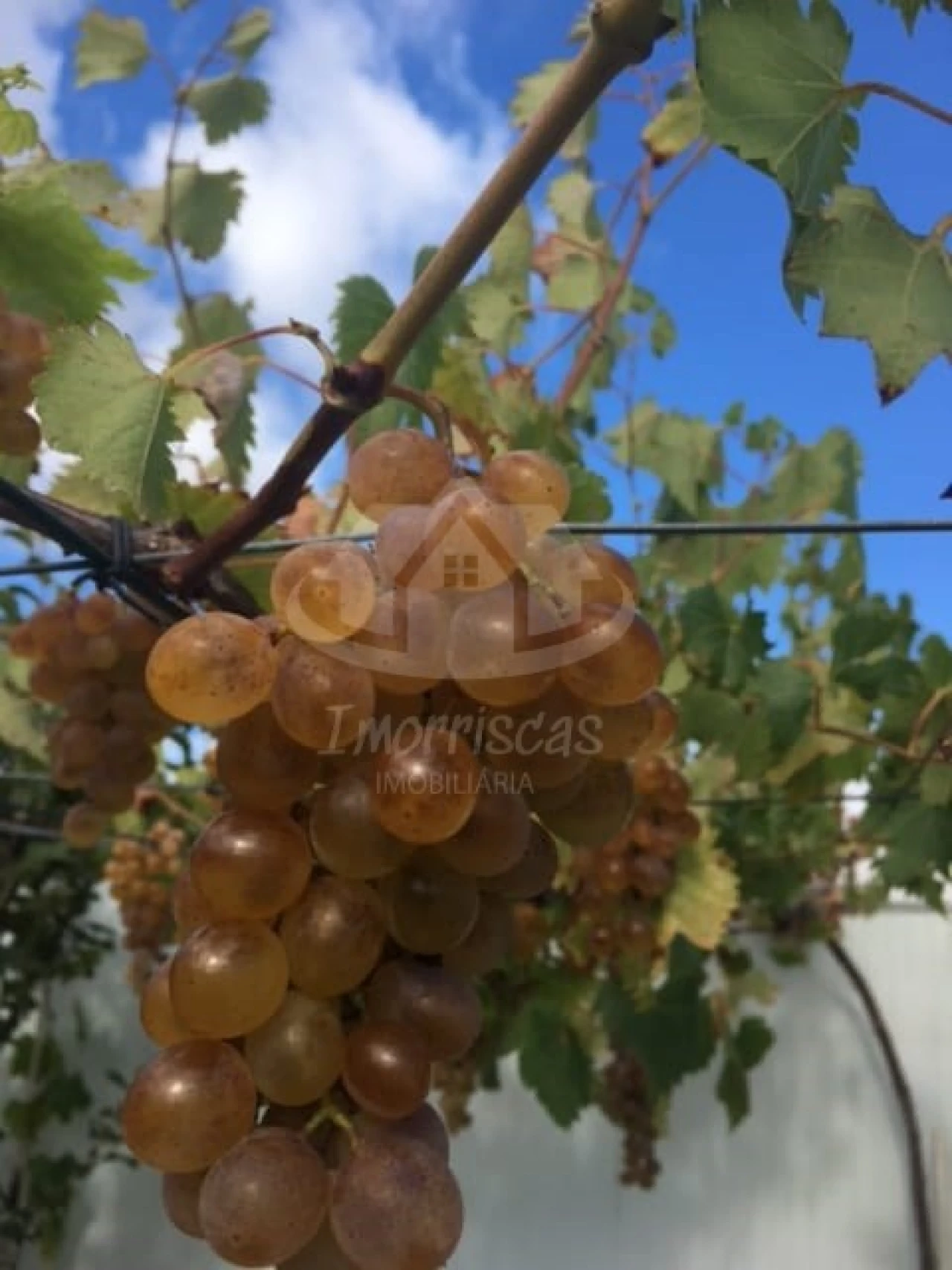 Terreno para Venda em Santo Antão e São Julião do Tojal Foto 10
