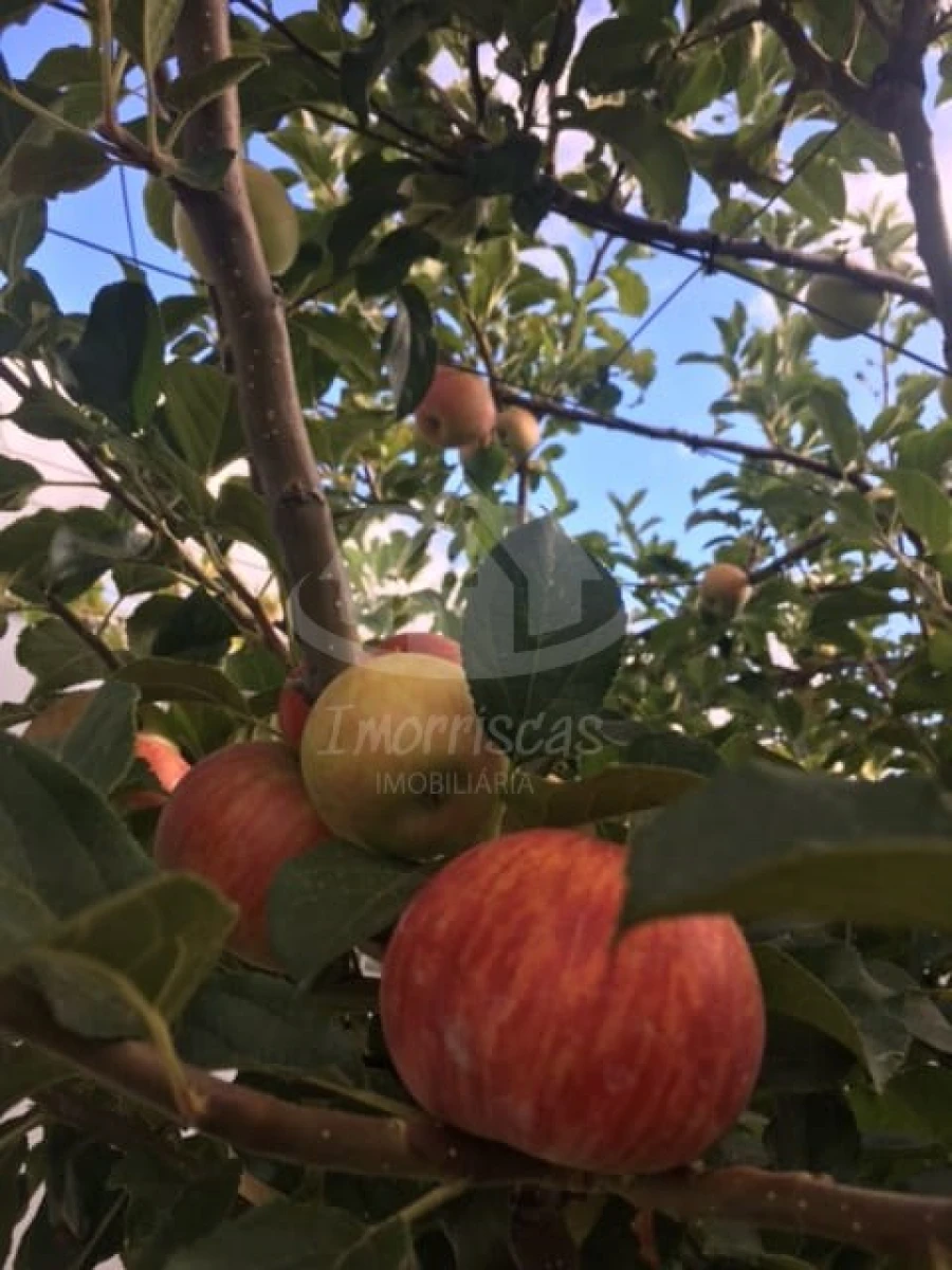 Terreno para Venda em Santo Antão e São Julião do Tojal Foto 12
