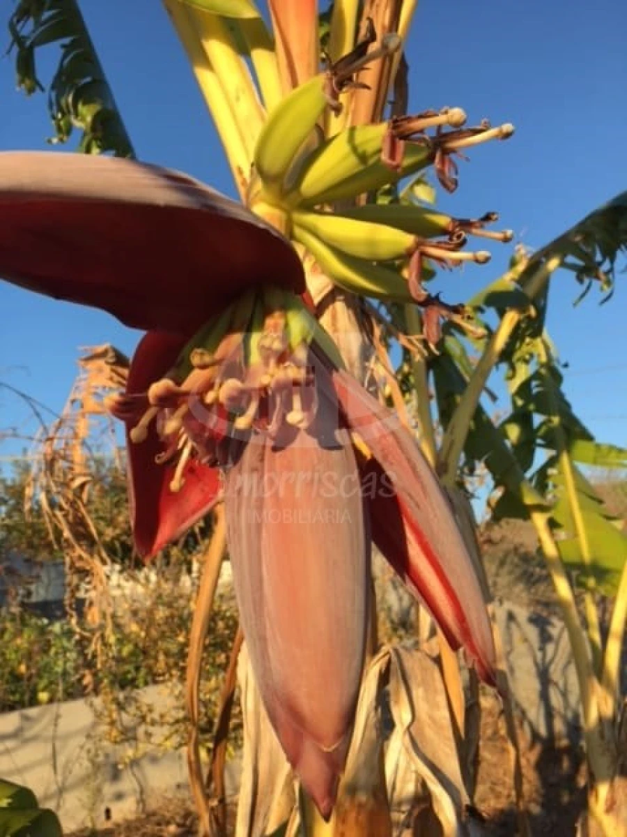Terreno para Venda em Santo Antão e São Julião do Tojal Foto 15