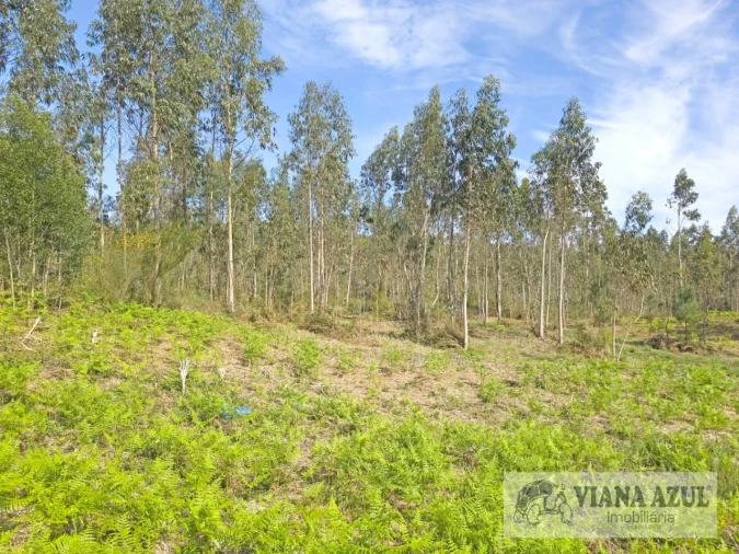 Terreno para Venda em Nogueira, Meixedo e Vilar de Murteda Foto 4