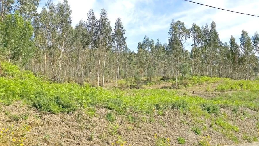 Terreno para Venda em Nogueira, Meixedo e Vilar de Murteda