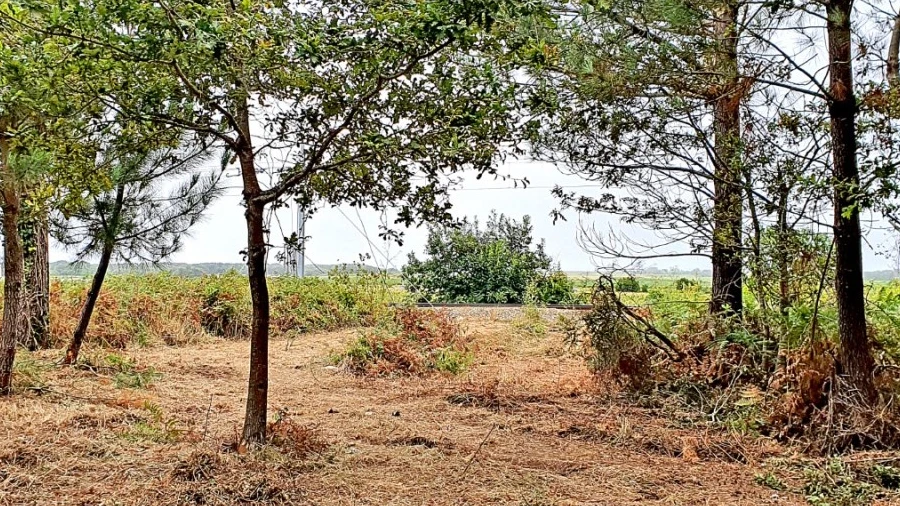 Terreno para Venda em Carreço