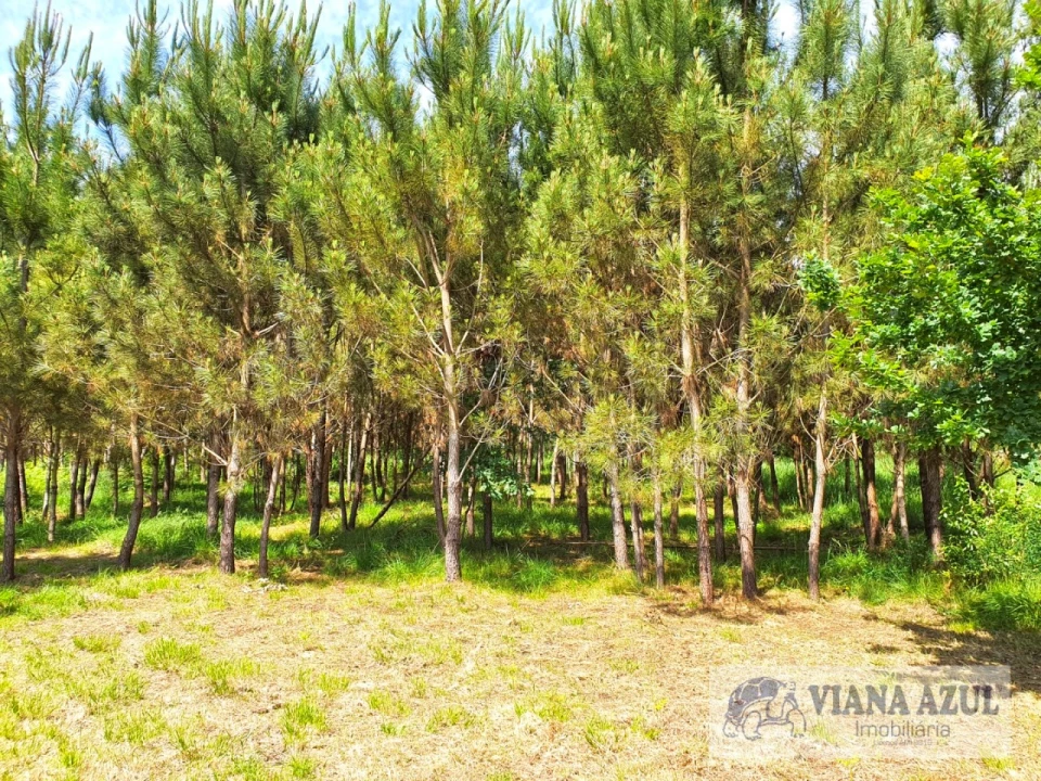 Terreno para Venda em Cardielos e Serreleis Foto 5