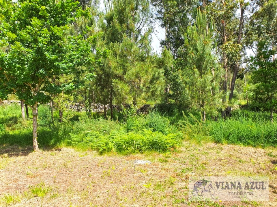 Terreno para Venda em Cardielos e Serreleis Foto 6