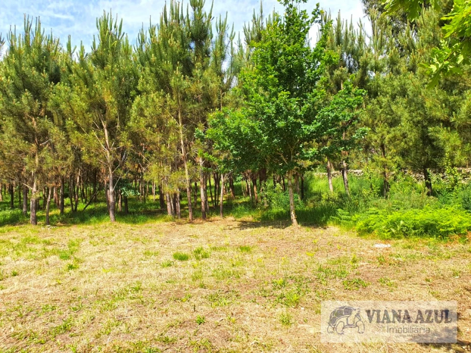 Terreno para Venda em Cardielos e Serreleis Foto 7