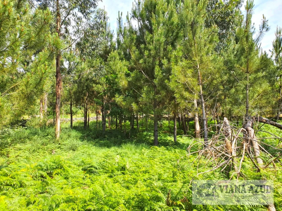 Terreno para Venda em Cardielos e Serreleis Foto 8