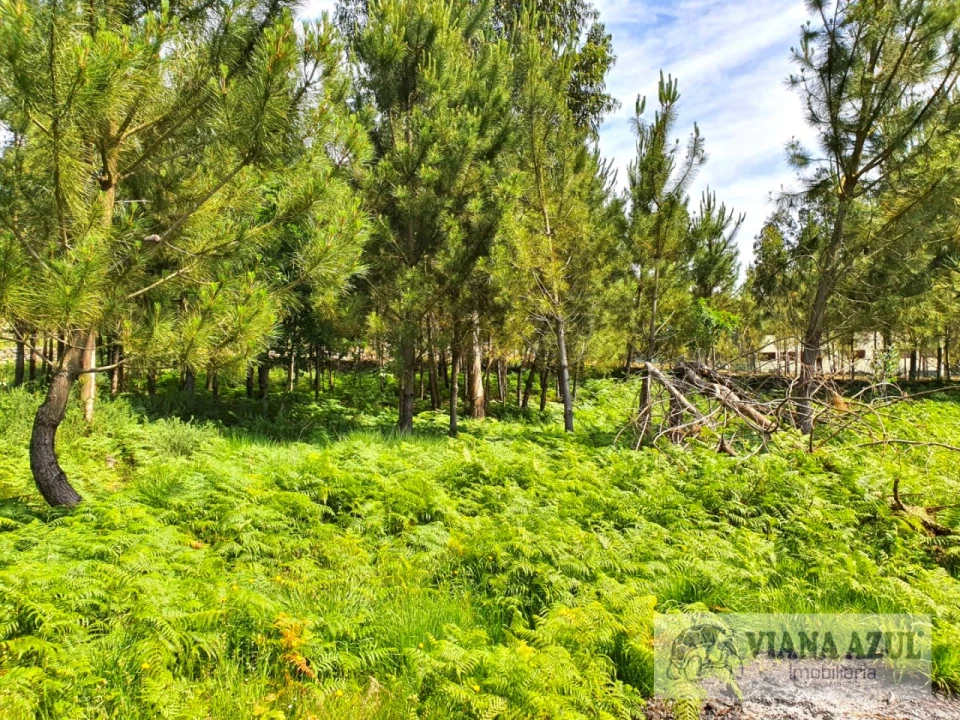 Terreno para Venda em Cardielos e Serreleis Foto 9