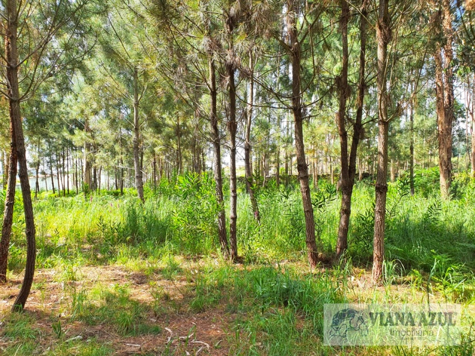 Terreno para Venda em Cardielos e Serreleis Foto 3