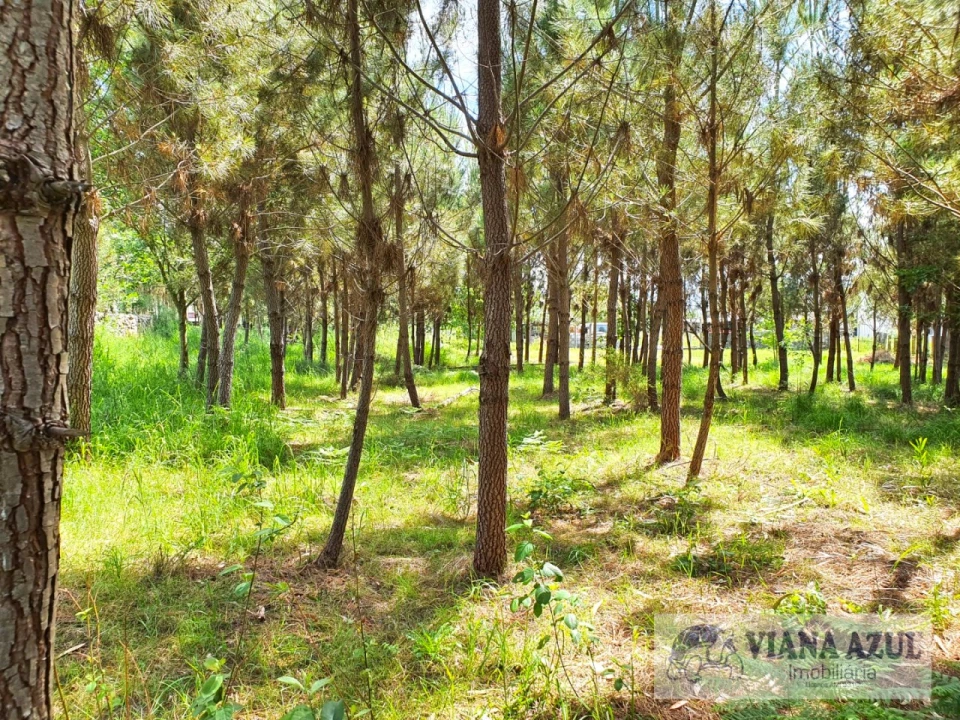 Terreno para Venda em Cardielos e Serreleis Foto 1
