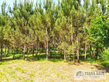 Terreno para Venda em Cardielos e Serreleis