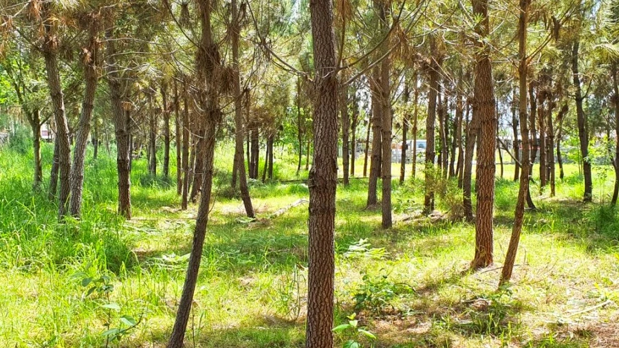 Terreno para Venda em Cardielos e Serreleis