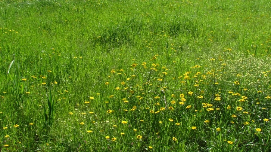 Terreno para Venda em Santa Marta de Portuzelo