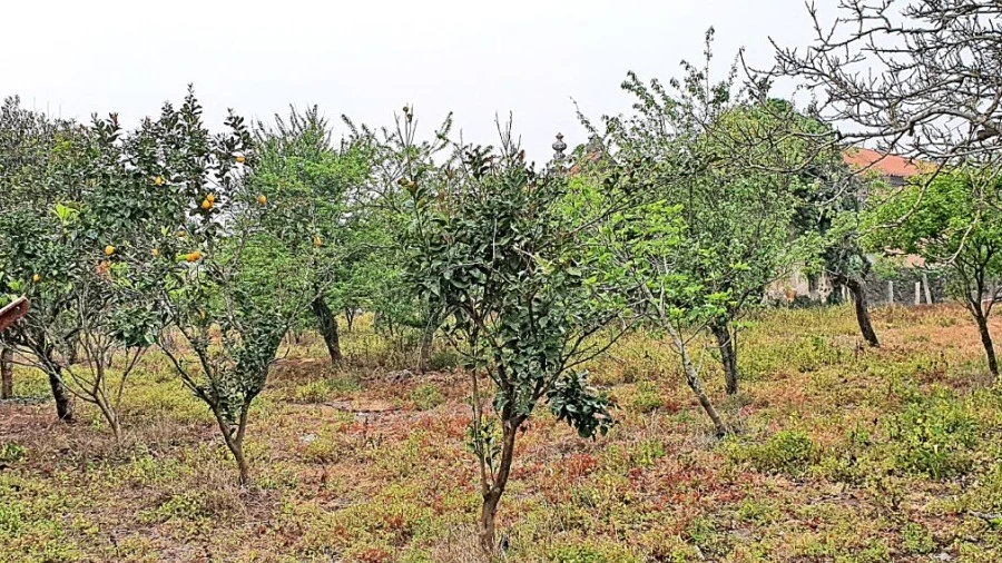 Terreno para Venda em Areosa