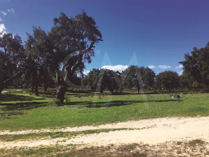 Terreno para Venda em Poceirão e Marateca Foto 18