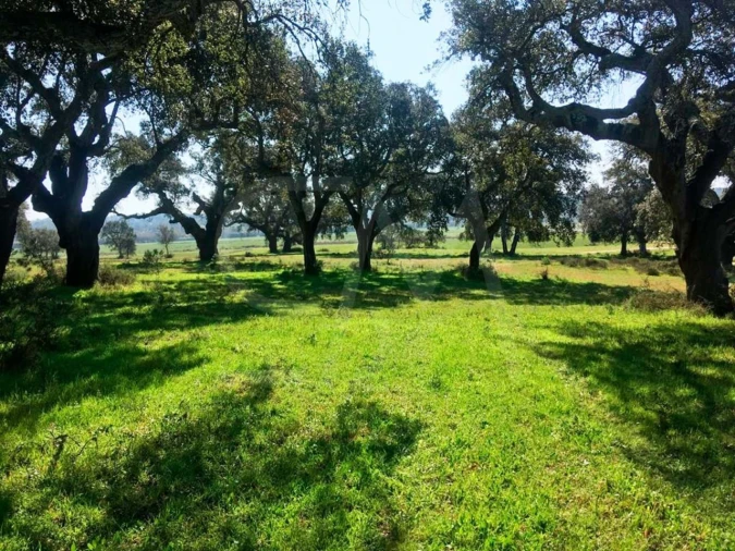Terreno para Venda em Poceirão e Marateca Foto 22