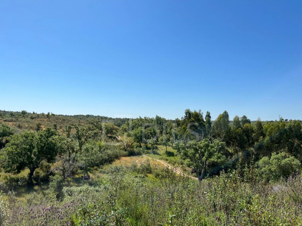 Terreno para Venda em Abela Foto 26