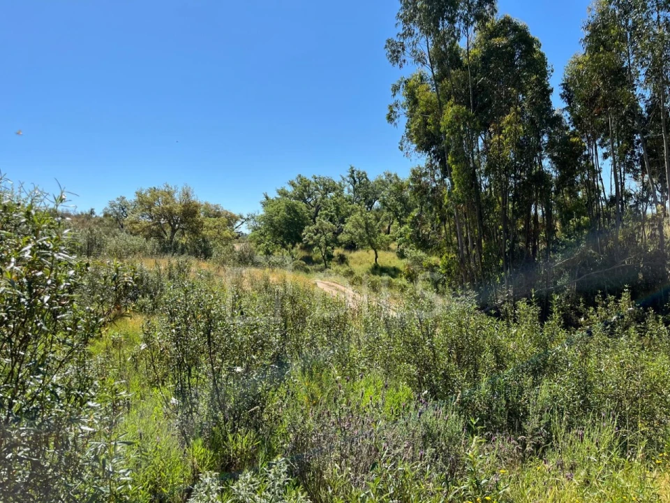 Terreno para Venda em Abela Foto 30