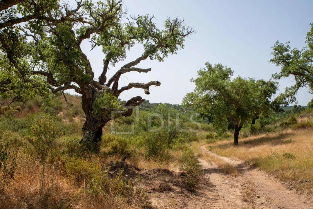 Terreno para Venda em Abela Foto 18