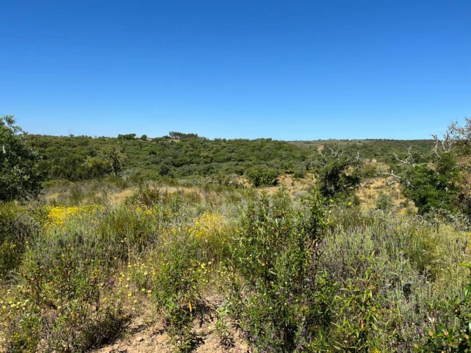 Terreno para Venda em Abela Foto 28