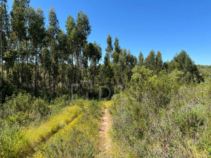 Terreno para Venda em Abela Foto 29
