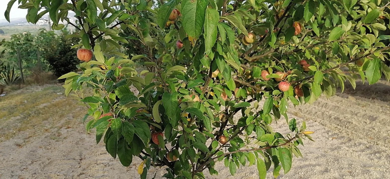 Terreno para Venda em Rio Torto e Lagarinhos Foto 38