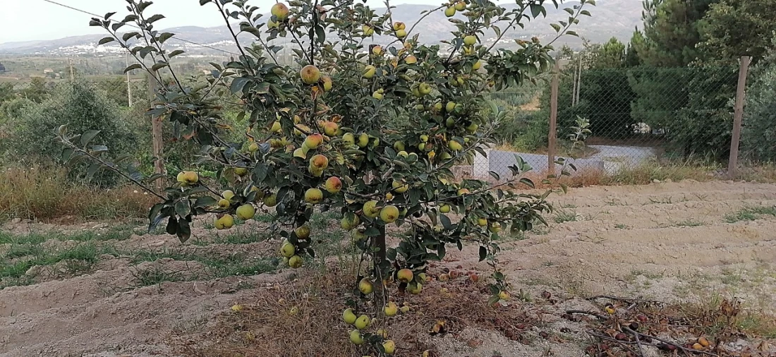 Terreno para Venda em Rio Torto e Lagarinhos Foto 36