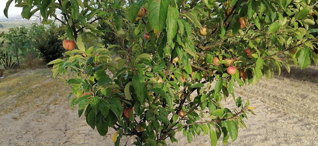 Terreno para Venda em Rio Torto e Lagarinhos Foto 39