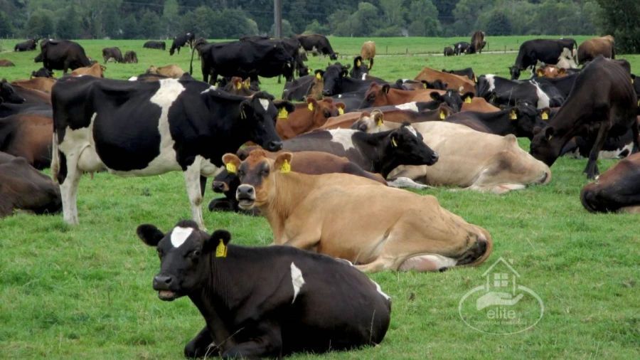 Terreno para Venda em Évora (São Mamede, Sé, São Pedro e Santo Antão)
