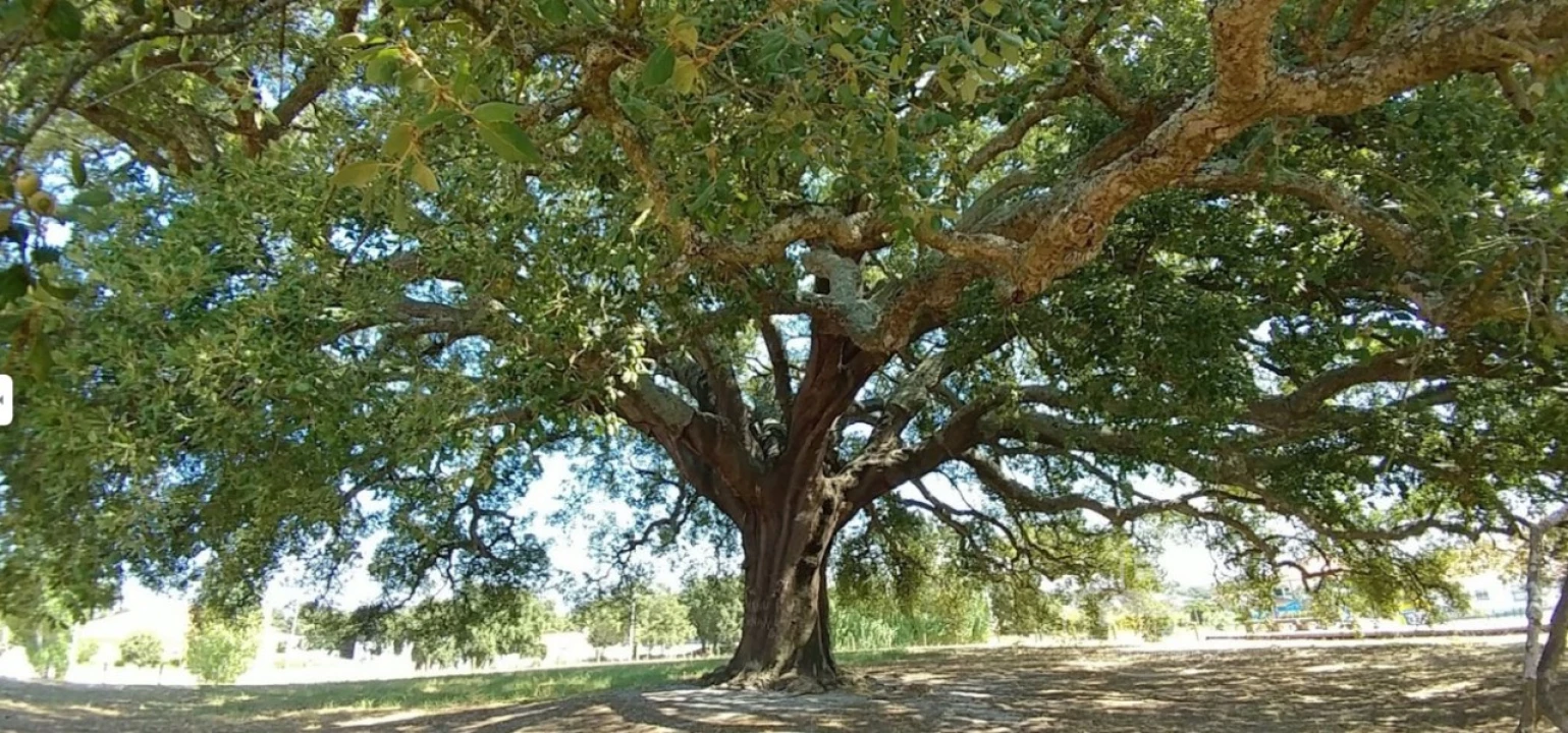 Terreno para Venda em Poceirão e Marateca Foto 5