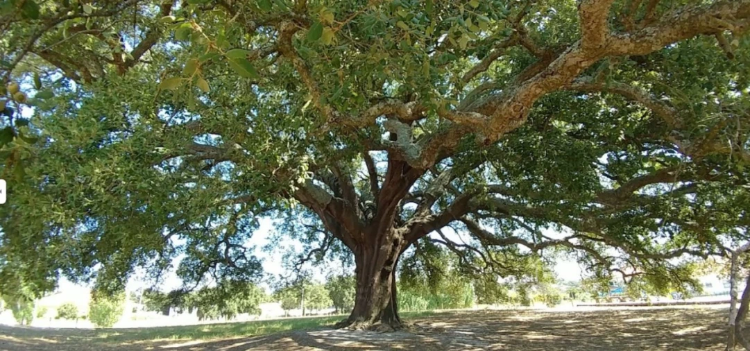 Terreno para Venda em Poceirão e Marateca Foto 5