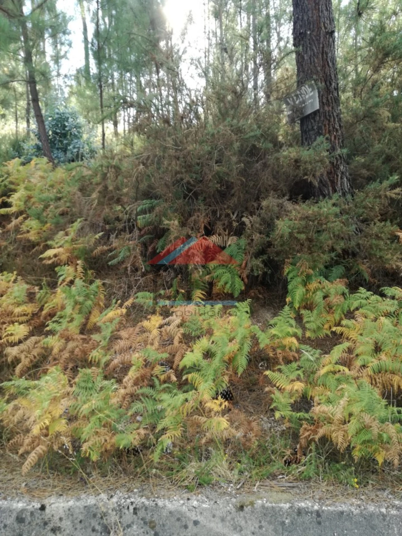 Terreno para Venda em Longos Vales Foto 4