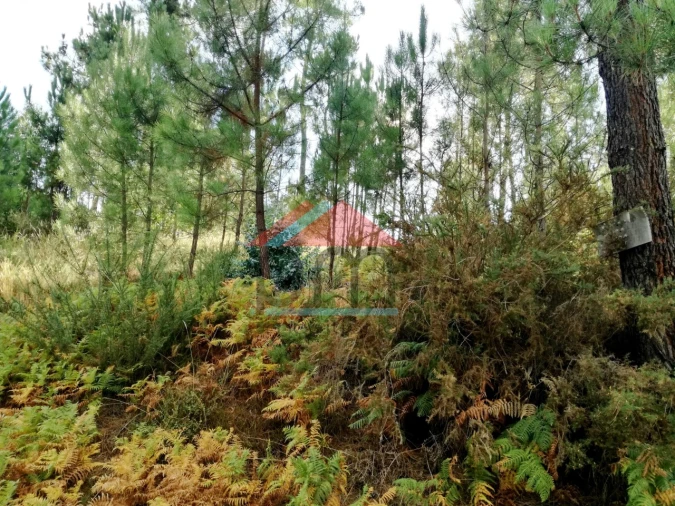 Terreno para Venda em Longos Vales Foto 5