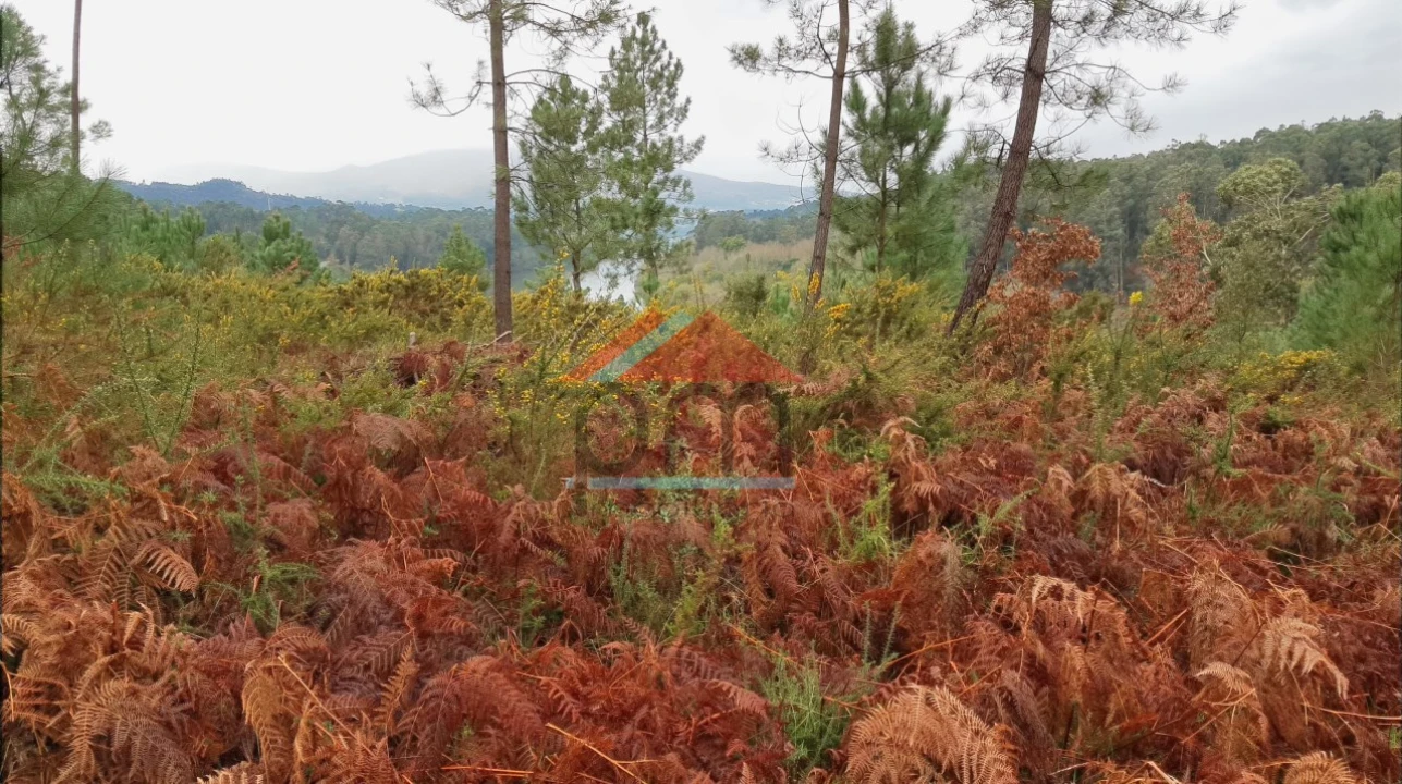 Terreno para Venda em Mazedo e Cortes Foto 3