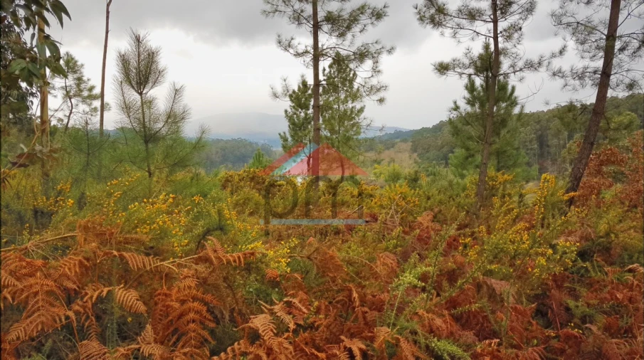 Terreno para Venda em Mazedo e Cortes Foto 2