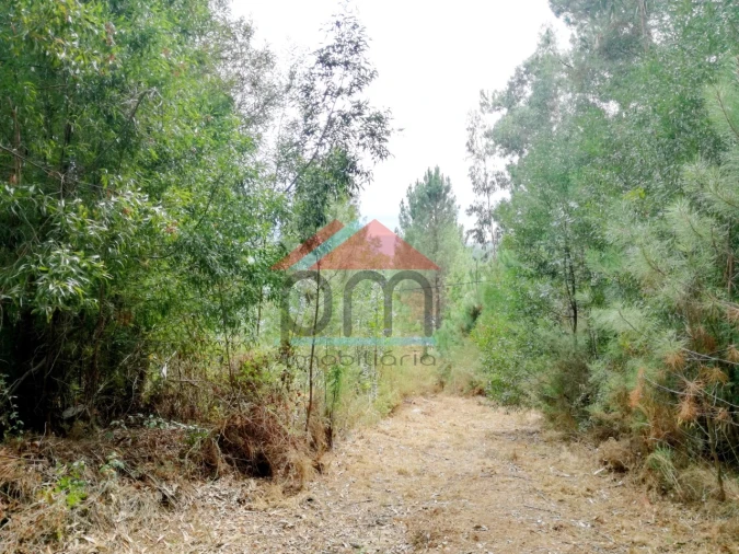 Terreno para Venda em Troporiz e Lapela Foto 6