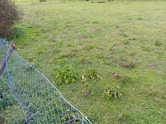 Terreno para Venda em Marrazes e Barosa Foto 4