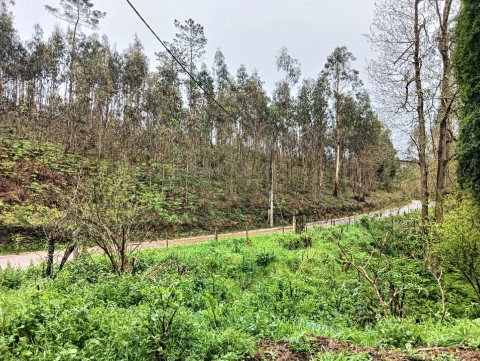 Terreno para Venda em Angeja Foto 2