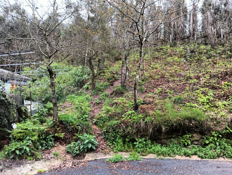 Terreno para Venda em Angeja Foto 3