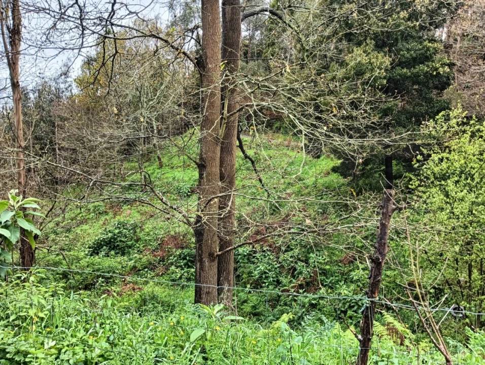 Terreno para Venda em Angeja Foto 4